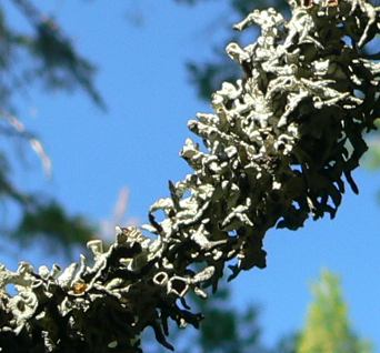 FUNGUSGREY.JPG, 24 kB