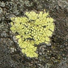 FUNGUSP1140260.JPG, 21 kB