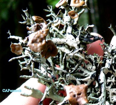 LICHENWILDWOOD.JPG, 41 kB