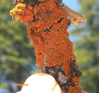 RUST20080615POT.JPG, 32 kB