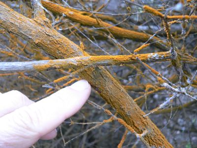 Rust2009DEClavender.jpg, 32 kB