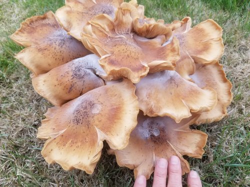 Wood-20171124.jpg, 58kB