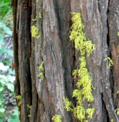 CEDERUSNEA.JPG, 37 kB