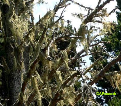 OBEARD20080702.JPG, 47 kB