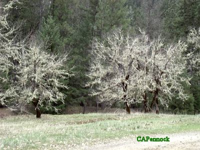 TREESBEARD.JPG, 41 kB