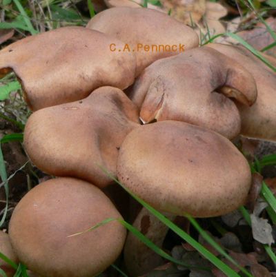 HoneyMush091122.jpg, 26 kB