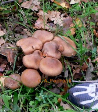 HoneyMushr091122.jpg, 34 kB