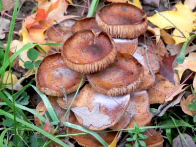 HoneyMushroom091122.jpg, 34 kB