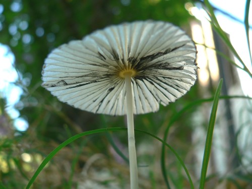 MushroomBottom7.jpg, 43kB