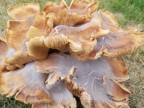 Wood-20171124_13.jpg, 51kB