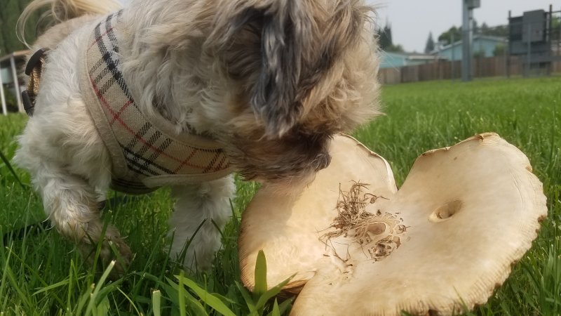 20200825_105948-Callie800.jpg, 74kB