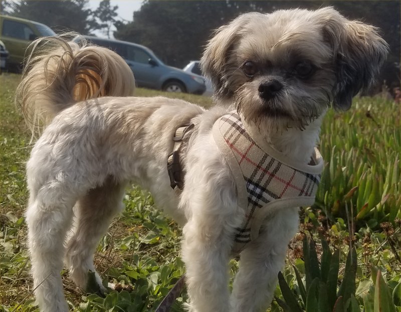 20201002_125443-Callie800.jpg, 117kB