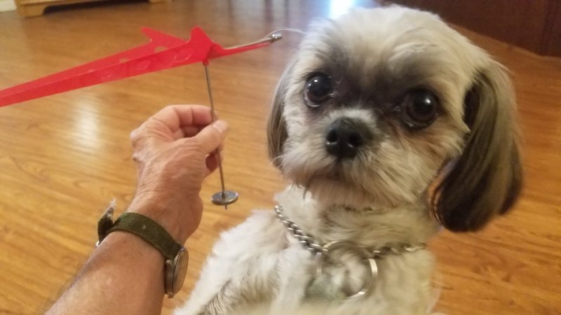 Callie20190610.jpg, 50kB