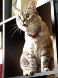 Cat_Supprise.jpg, 14kB