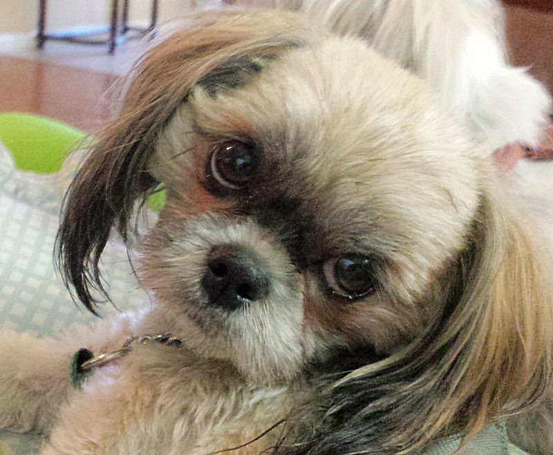 DogCallie15-800.jpg, 141kB