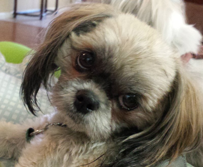 DogCallie15.jpg, 87kB