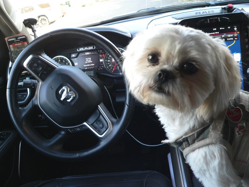 DogTaffieConsole.jpg, 84kB