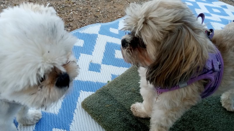 IMG_20230420_172334Doggies.jpg, 90kB