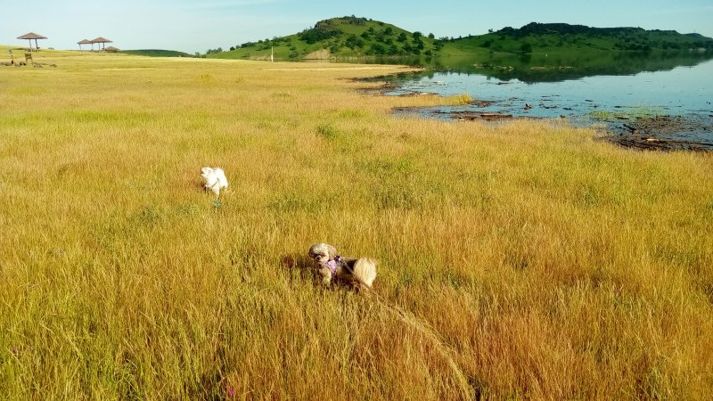 IMG_20230420_174237Grass.jpg, 121kB