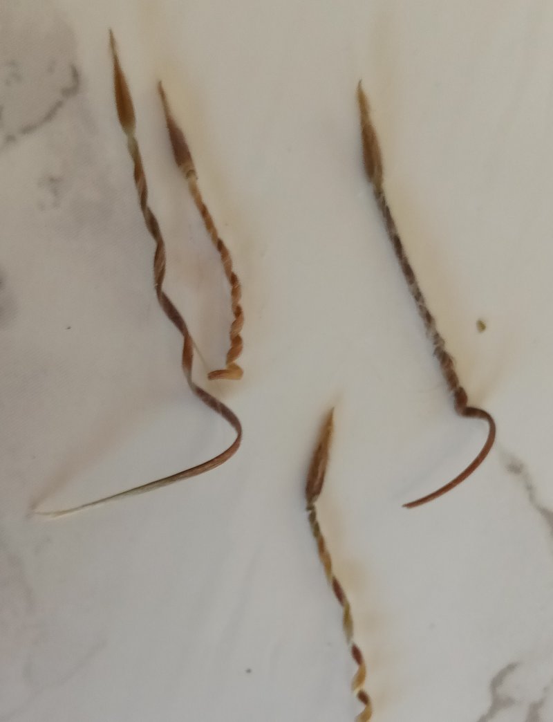 IMG_20230421_113223StorkBill.jpg, 47kB