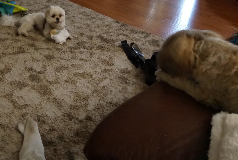 IMG_20230518_165017Dogs.jpg, 75kB