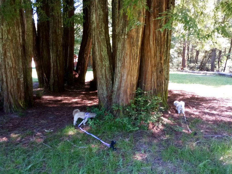 IMG_20230519_121446Donkey.jpg, 138kB