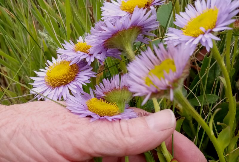 IMG_20230519_172608Dasy.jpg, 98kB