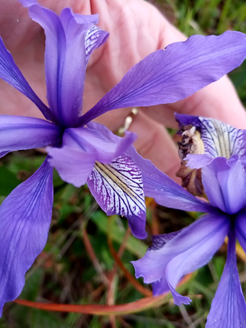 IMG_20230519_172726Lil.jpg, 120kB