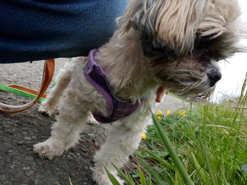 IMG_20230519_173514Callie.jpg, 113kB