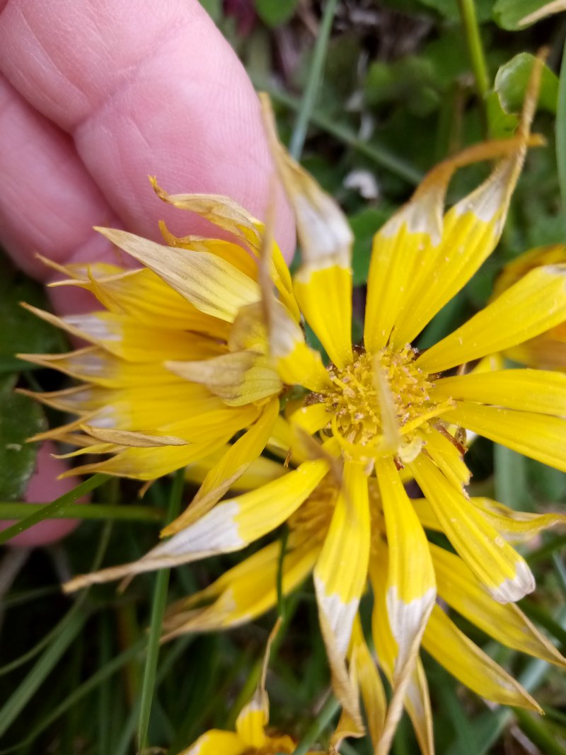 IMG_20230519_174246Dasy.jpg, 119kB