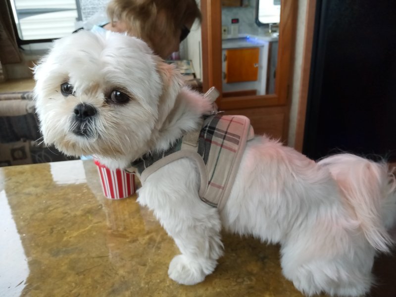 IMG_20230520_100410Taffy.jpg, 67kB