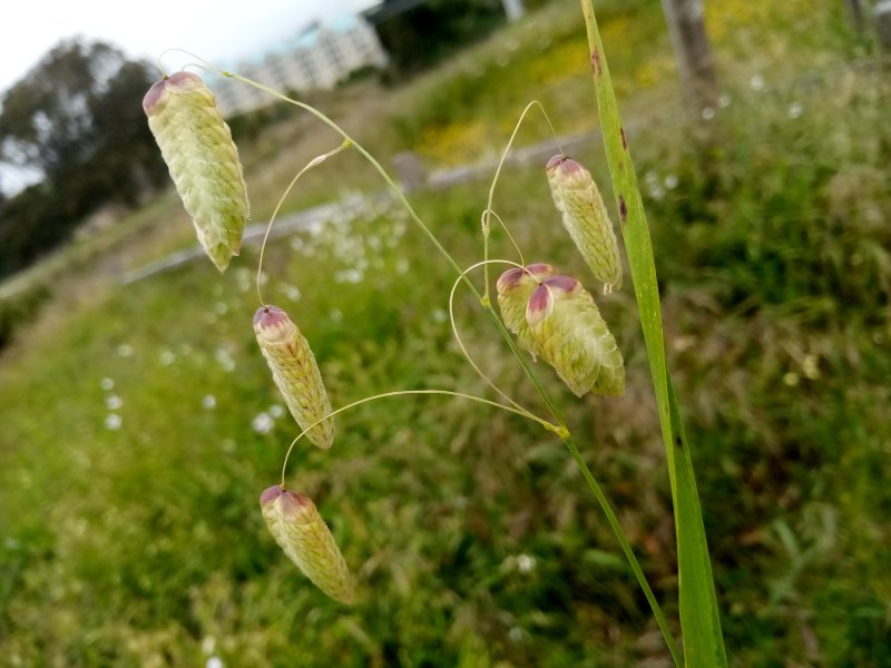 IMG_20230520_104827Rattle.jpg, 74kB