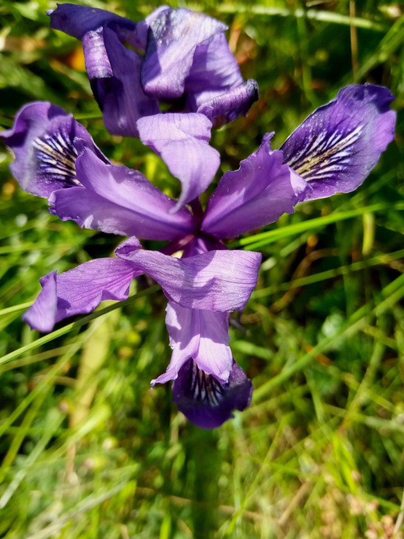 IMG_20230521_102610Lil.jpg, 154kB