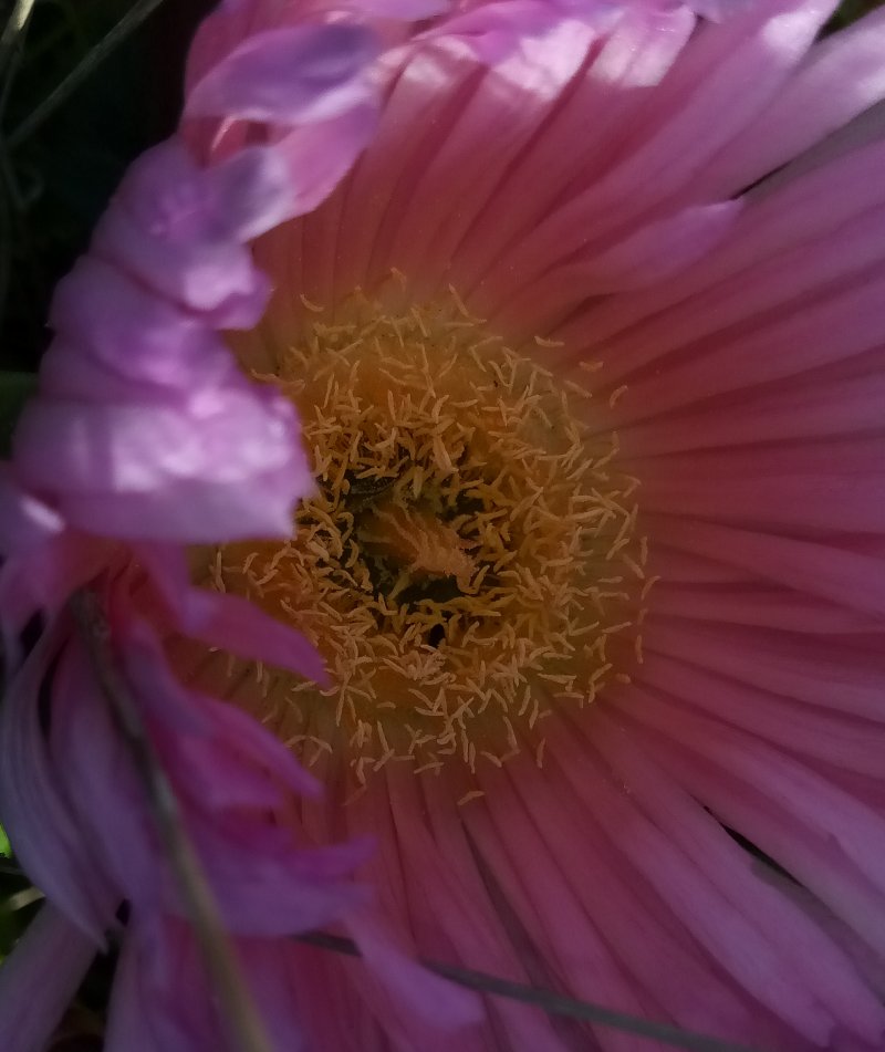 IMG_20230521_102752Ice.jpg, 77kB