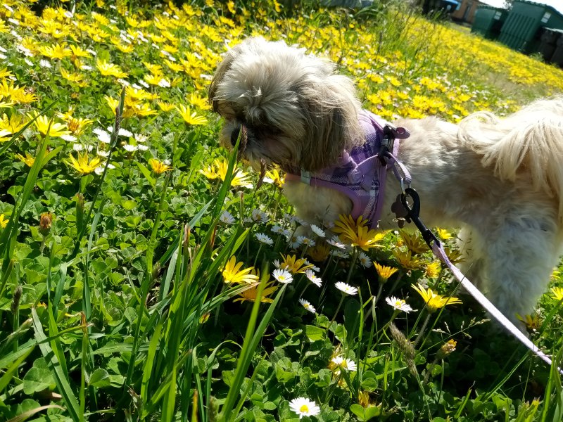 IMG_20230521_105518Callie.jpg, 185kB