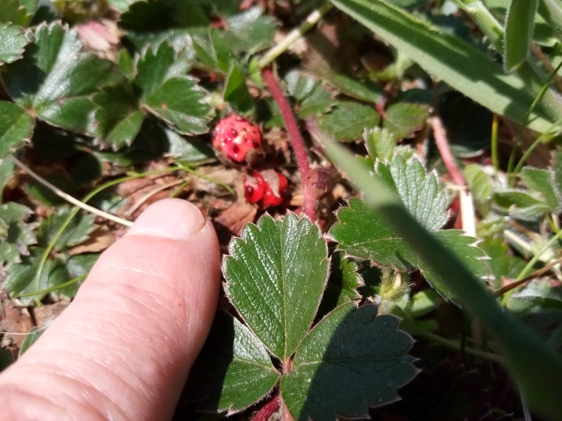 IMG_20230521_110606Straw.jpg, 101kB