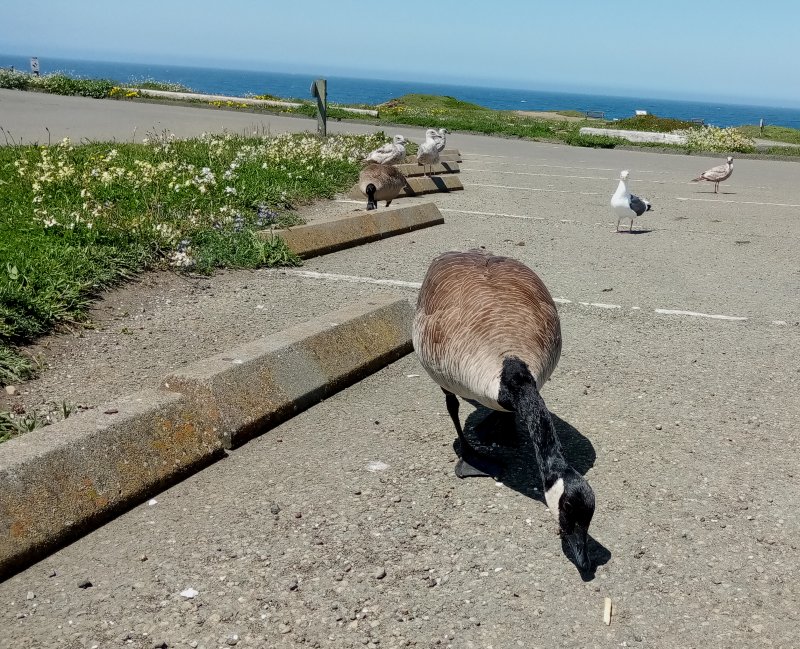 IMG_20230521_120118Goose.jpg, 177kB