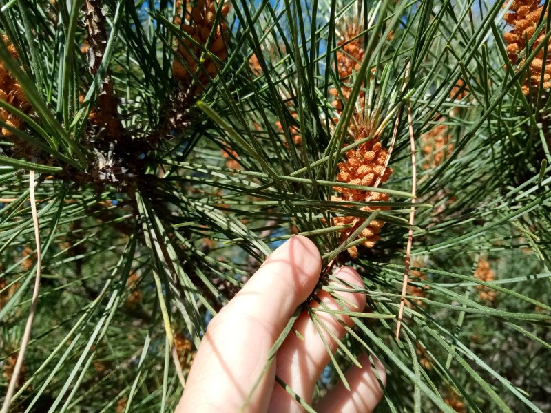 IMG_20230522_084927Pine.jpg, 170kB