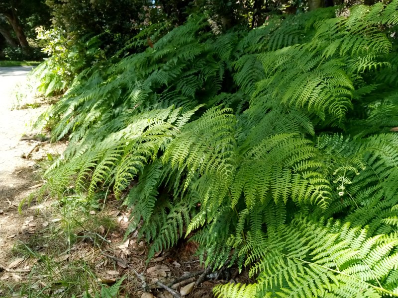 IMG_20230523_114251Firns.jpg, 188kB