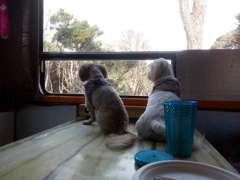 IMG_20230918_092849Doggies.jpg, 82kB