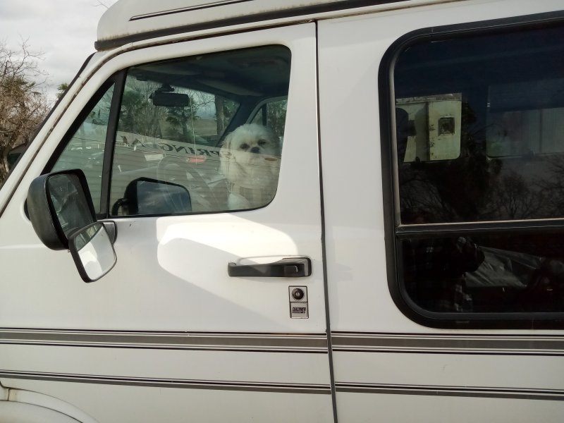 IMG_20240229_112146Taffy.jpg, 70kB