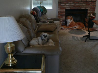 MyLex-2007Tiger.jpg, 21kB