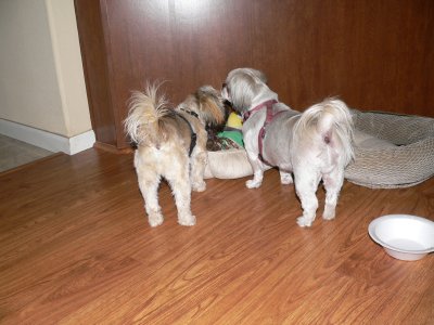 MyLex-DayBeds.jpg, 25kB