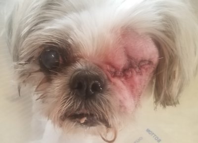 MyLexy-RtEye20180909.jpg, 17kB