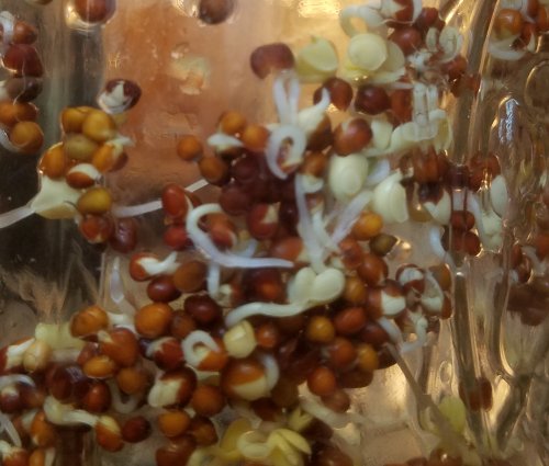 Spouts20190728_164644-48.jpg, 43kB