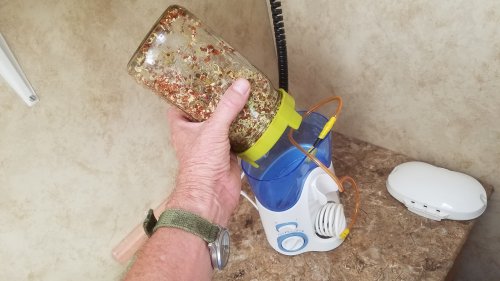 Sprout20190729_091138Tooth.jpg, 29kB