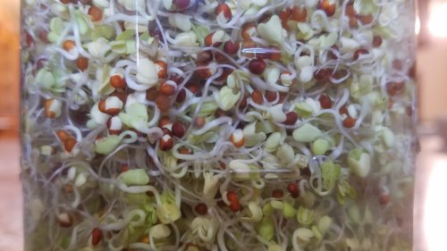 Sprout20190729_164538-72.jpg, 34kB