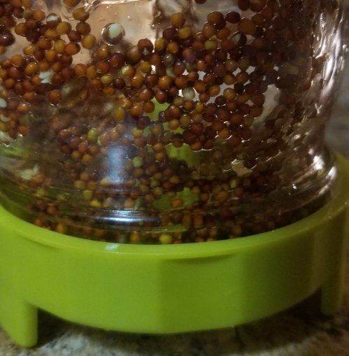 Sprouts20190727_040343-13.jpg, 44kB