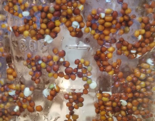 Sprouts20190727_150502-24.jpg, 48kB