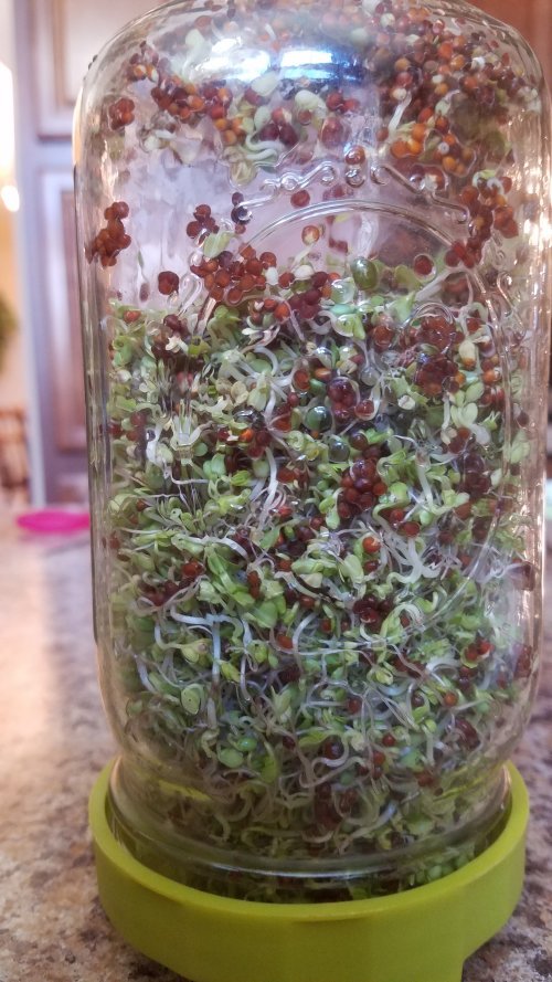 Sprouts20190730_155902-Day4.jpg, 109kB